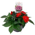 Afbeelding van EJ Impatiens NG P19 sunpatiens Scarlet